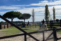 Spiaggia-Romea-2025-2-1