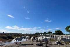 Spiaggia-Romea-2025-4