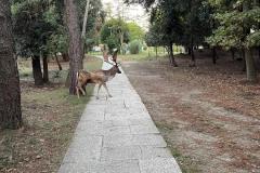 Spiaggia-Romea-2025-6-2
