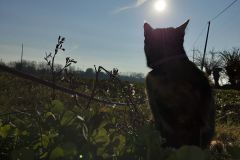 martina-tommasi_547c55b3